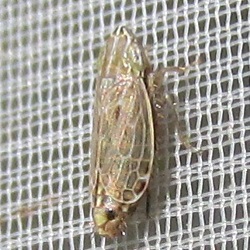 Turrutus socialis